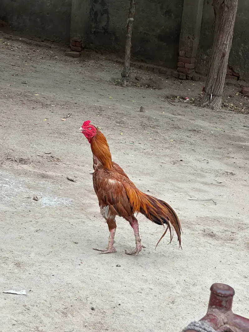 aseel murga peela — photo 4