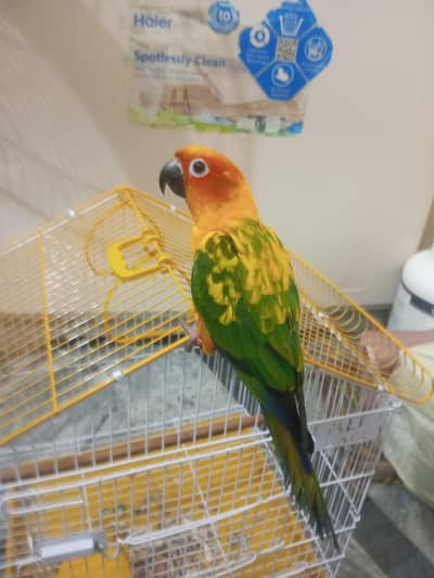 Sun-Conure