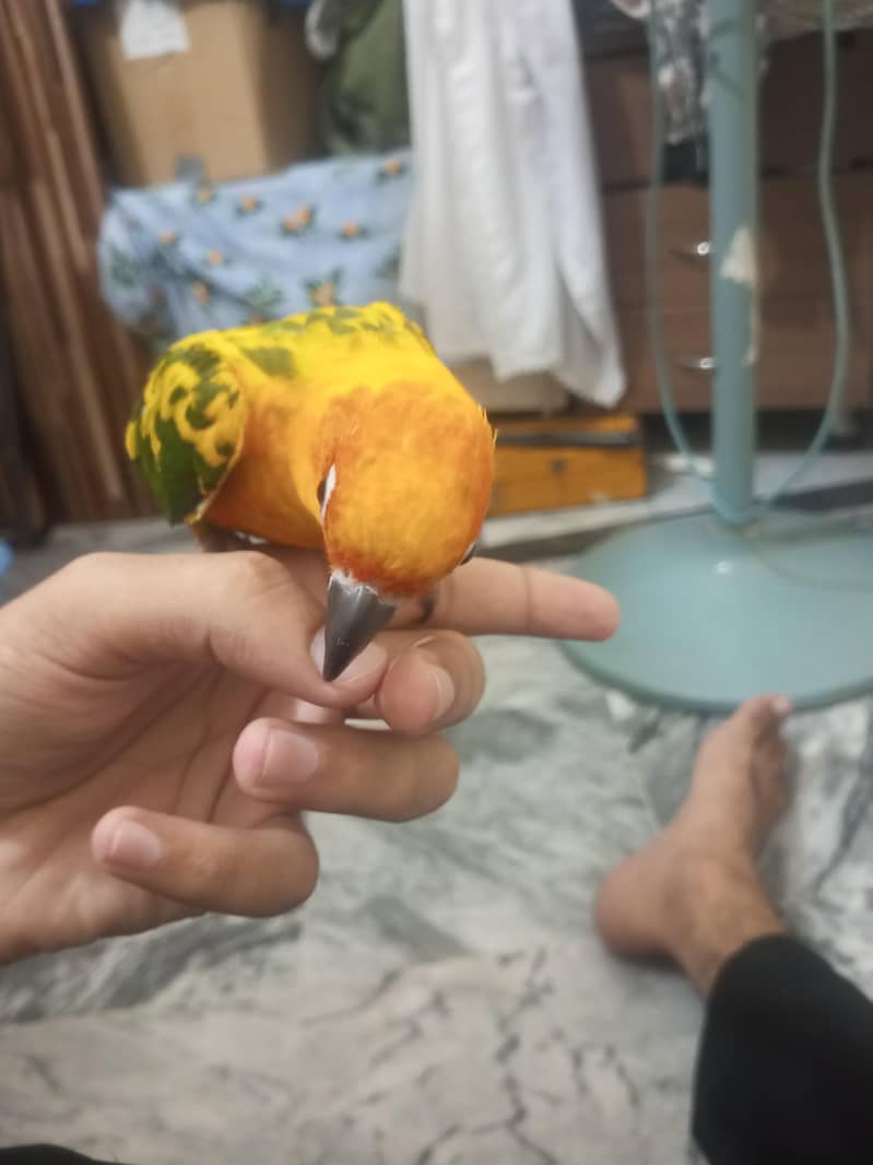 Sun-Conure 1