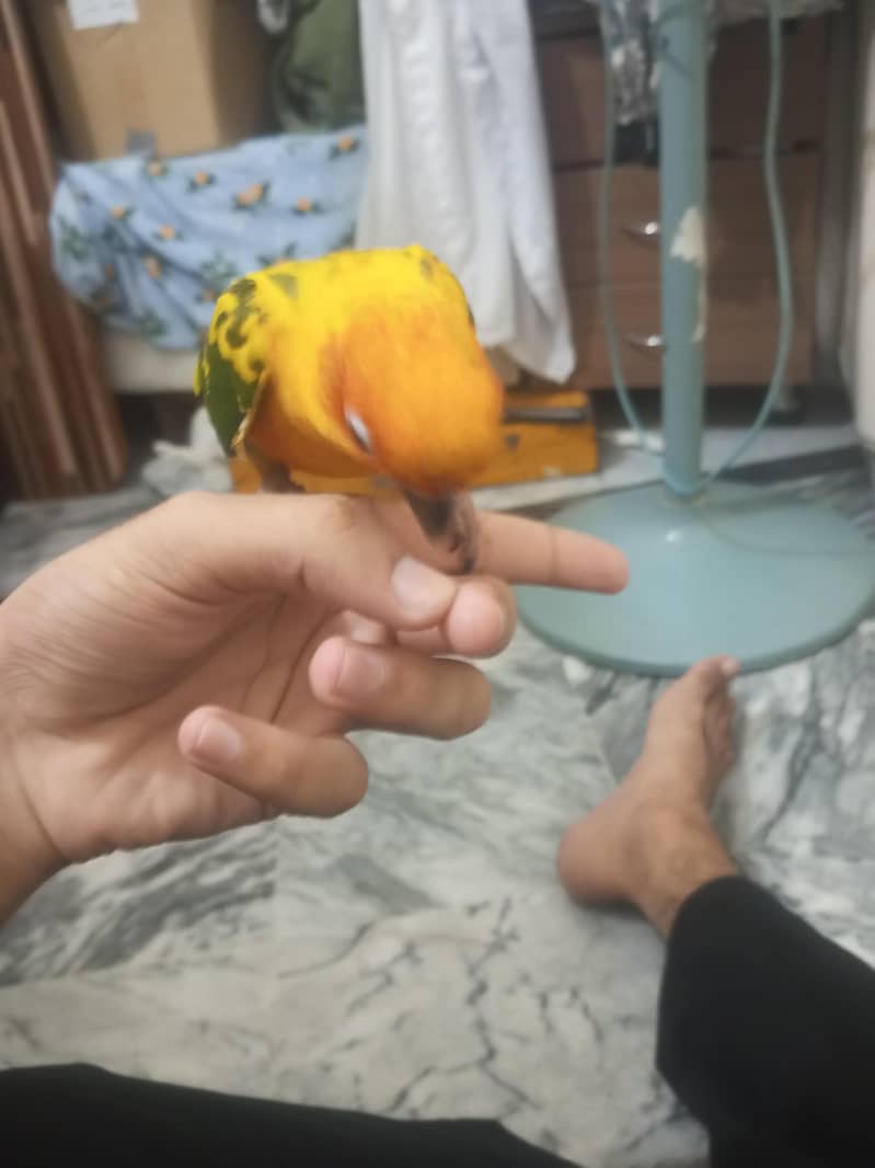 Sun-Conure 2
