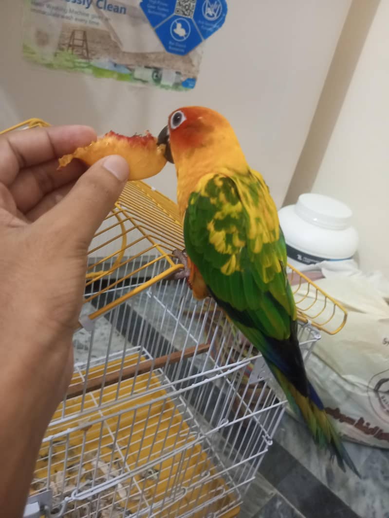 Sun-Conure 3