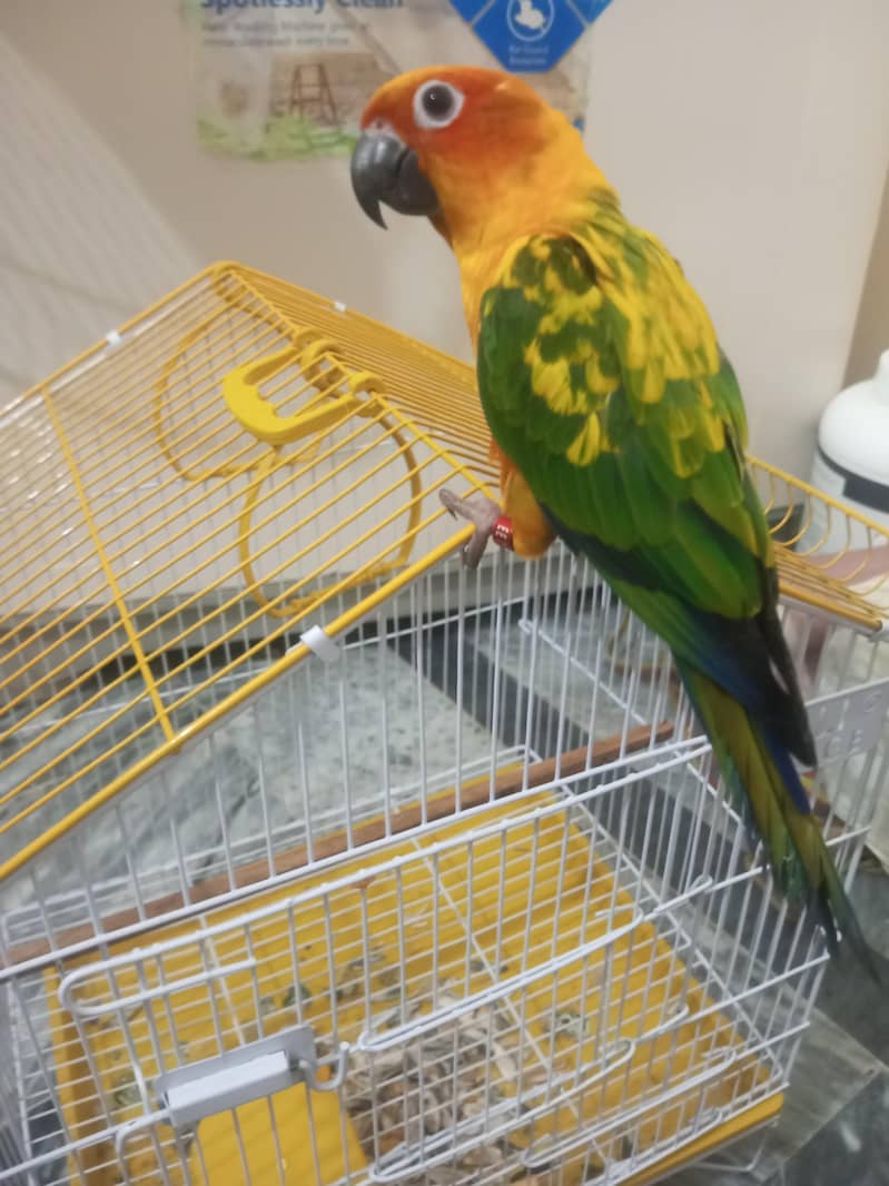 Sun-Conure 4