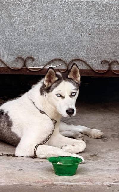 Husky