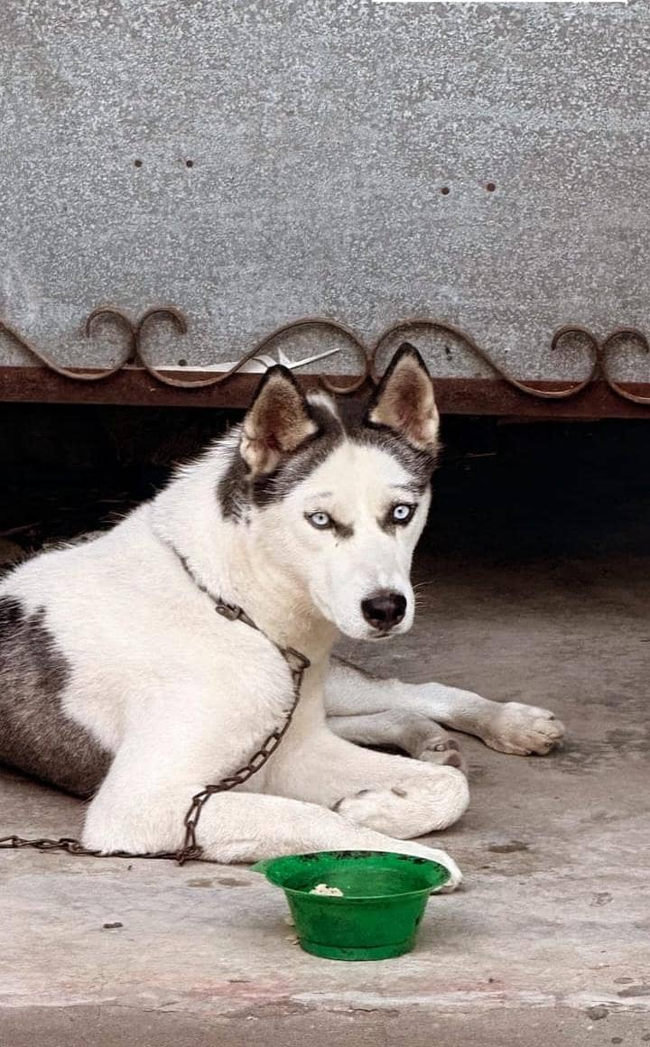 Husky 0