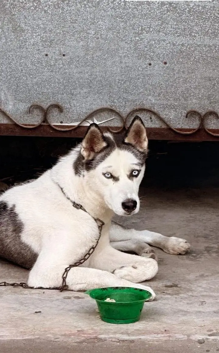 Husky