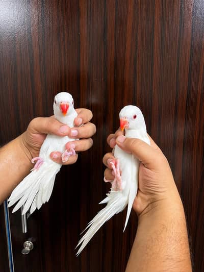 white cover chicks