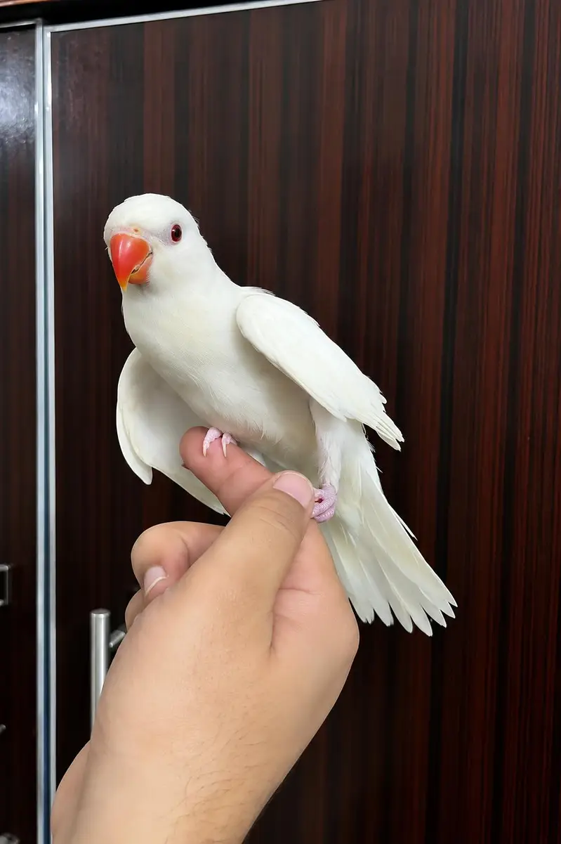 white cover chicks — photo 2