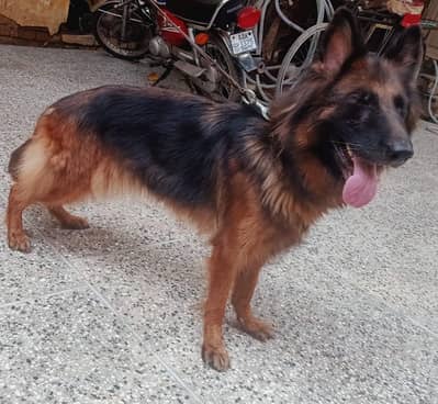 German Shepard Dog