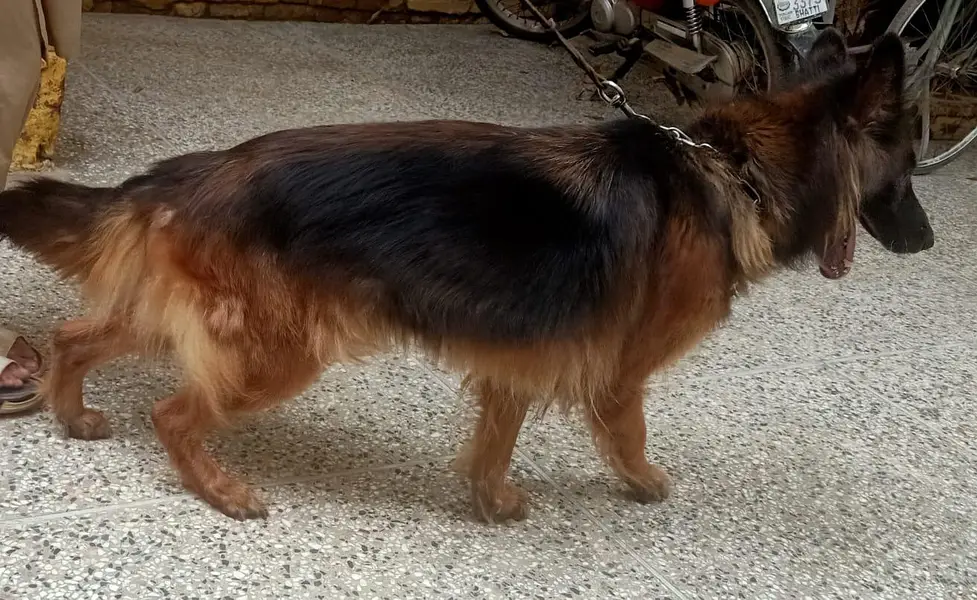 German Shepard Dog — photo 2