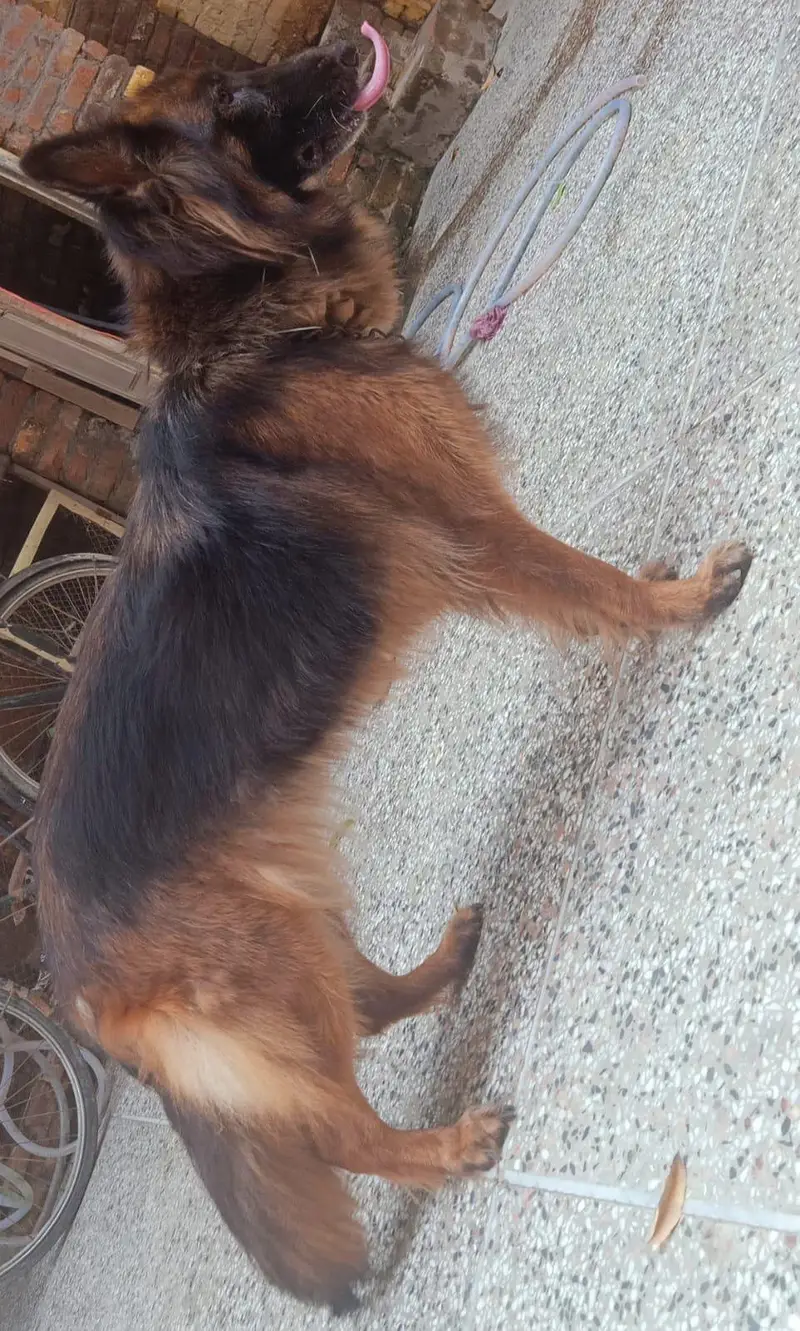 German Shepard Dog — photo 3