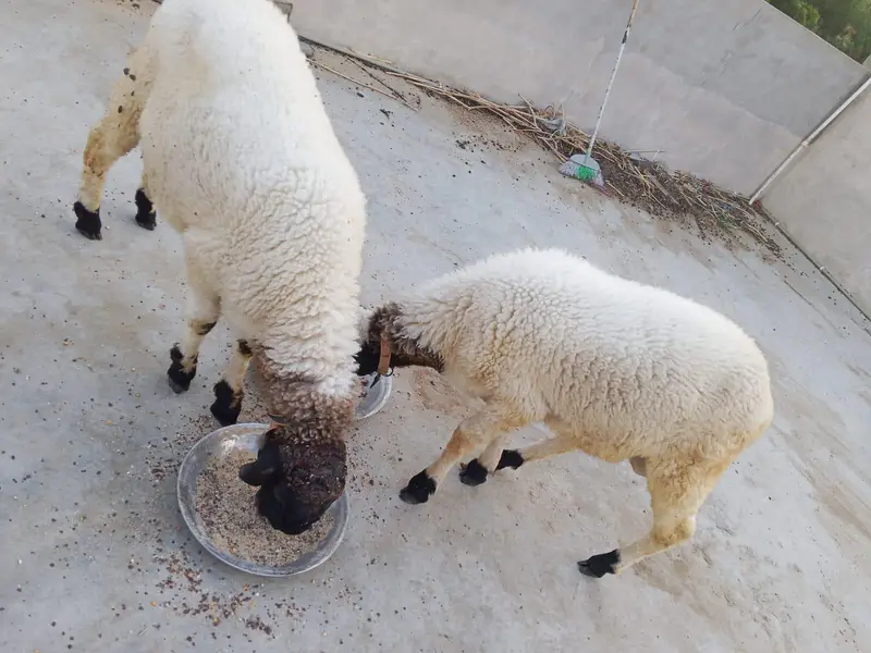 dumba — photo 4