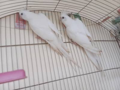 ino red eye cocktail brders pair for sale