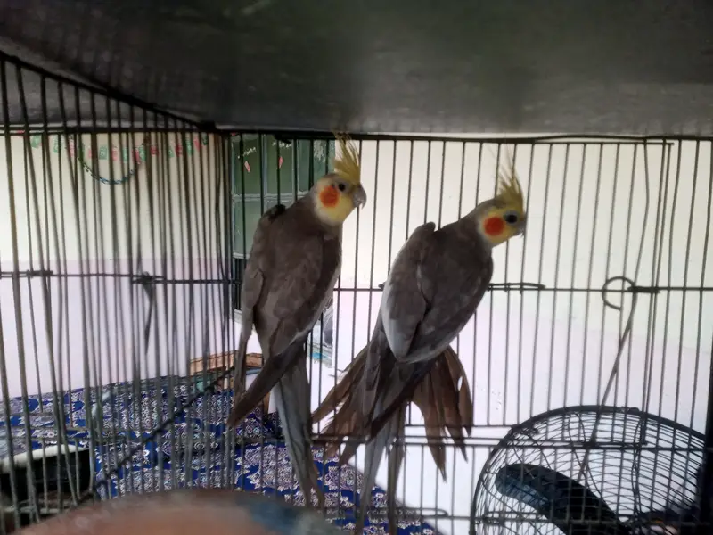 ino red eye cocktail brders pair for sale — photo 8