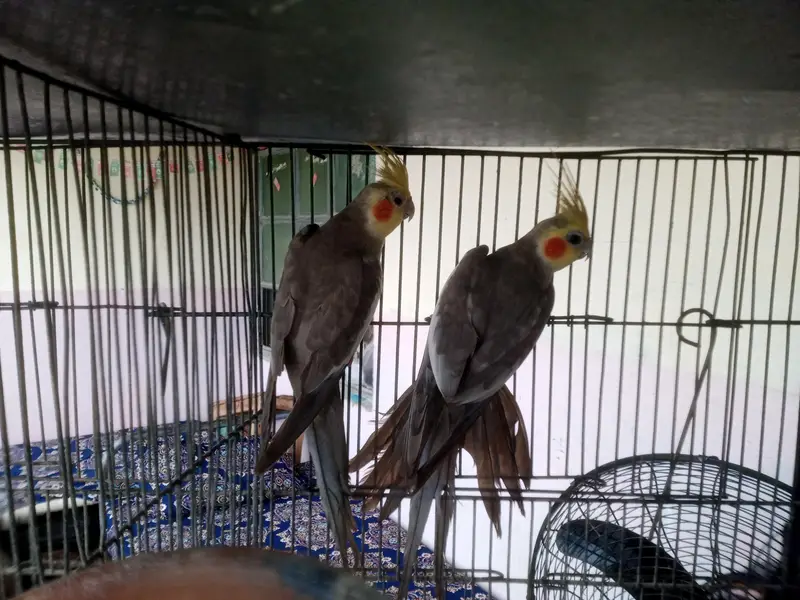 ino red eye cocktail brders pair for sale — photo 9