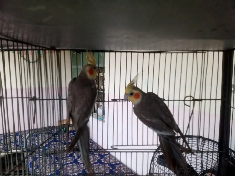 ino red eye cocktail brders pair for sale — photo 10