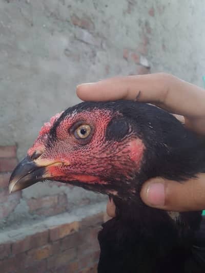 Thai female