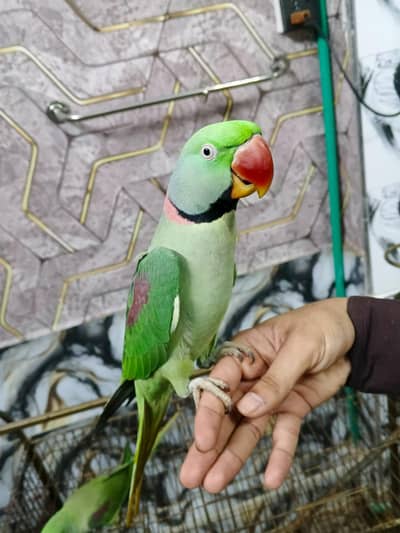 Hand Tame talking and dancing parrot