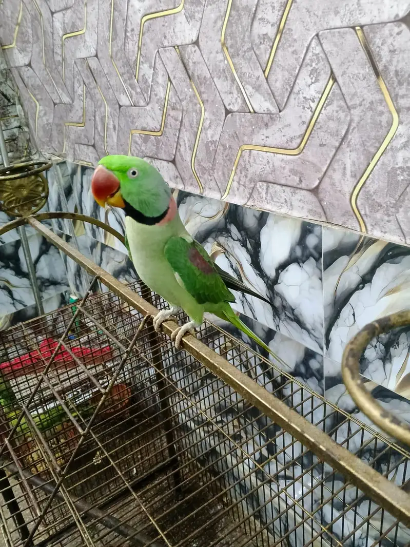 Hand Tame talking and dancing parrot — photo 3