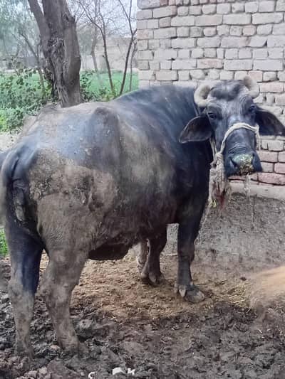 گوشت والی بھینس برائے فروختء