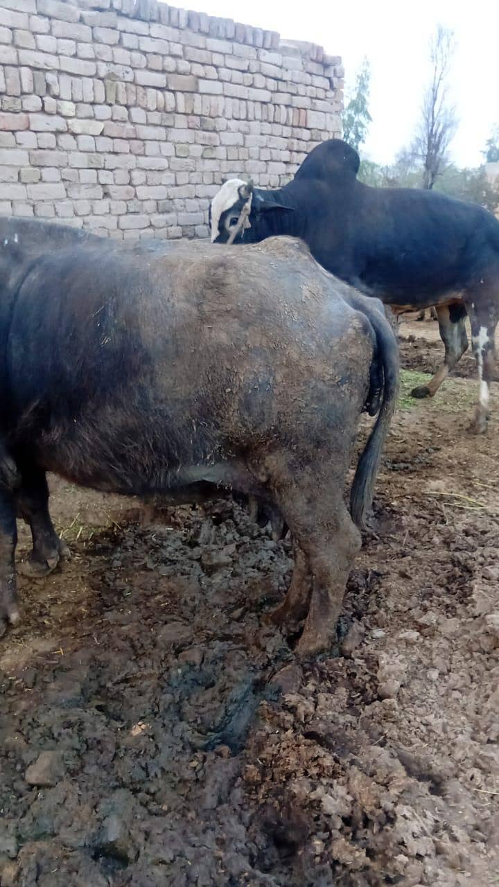 گوشت والی بھینس برائے فروختء 1