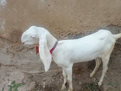 picture Mai pori detail likh hue hai 03152631643 ya number on hai