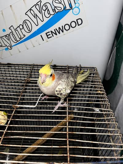 semi tamme cocktail breeder female