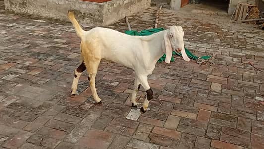 gulabi bakra for sale.