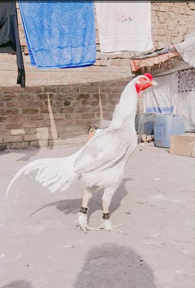 Paper white Aseel Roaster Young Quality birds available