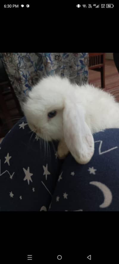 Holland bunnies pair