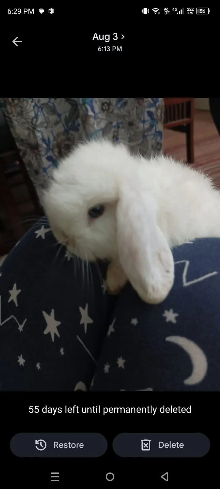 Holland bunnies pair — photo 2
