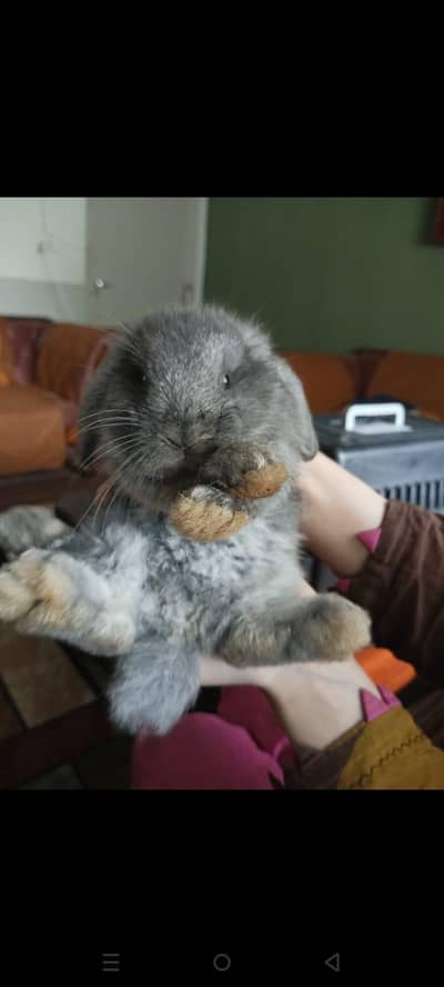 Holland bunny female