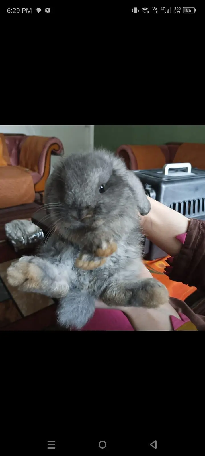 Holland bunnies pair — photo 4