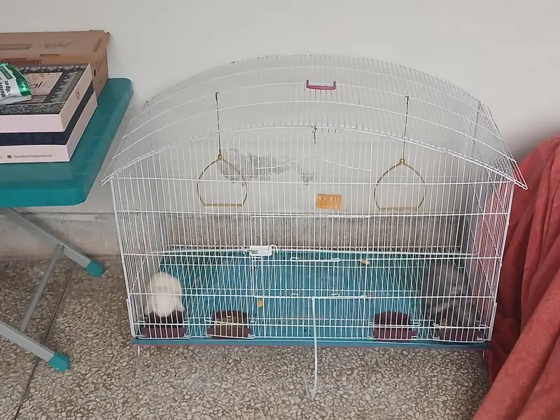 Holland bunnies pair — photo 5