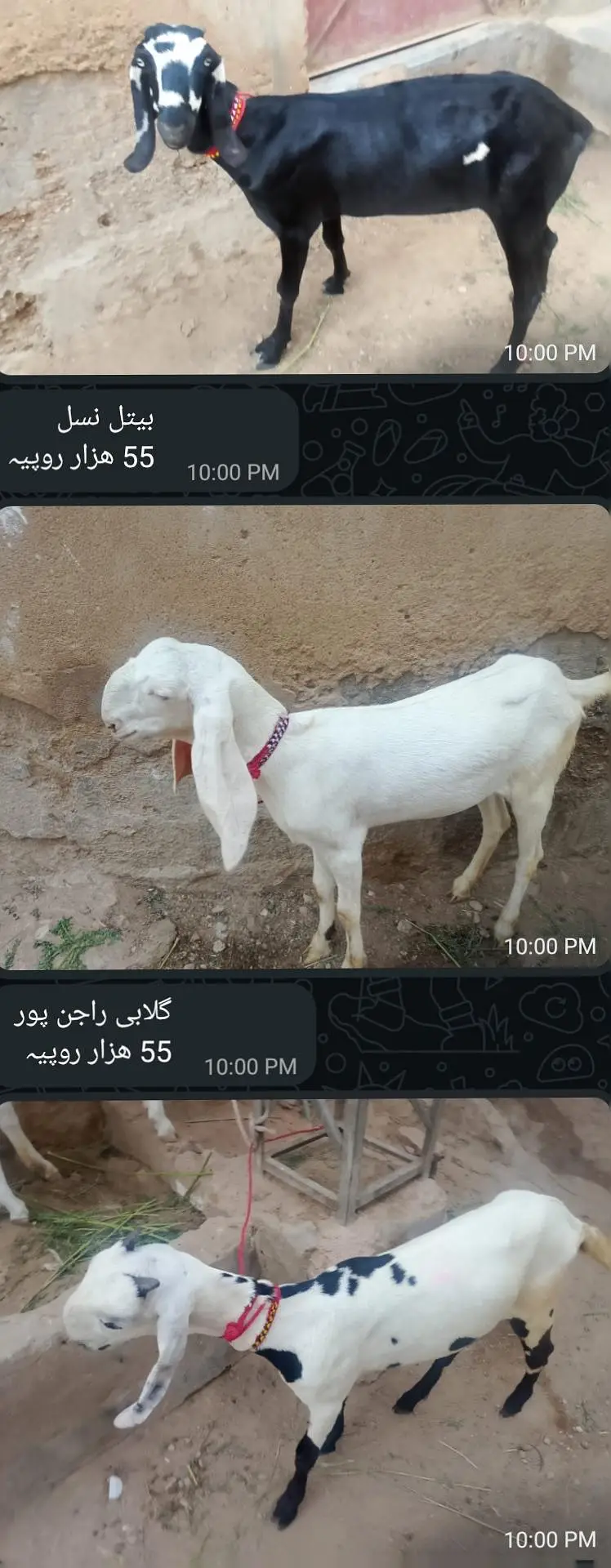 picture Mai pori detail likh hue hai 03152631643 ya number on hai