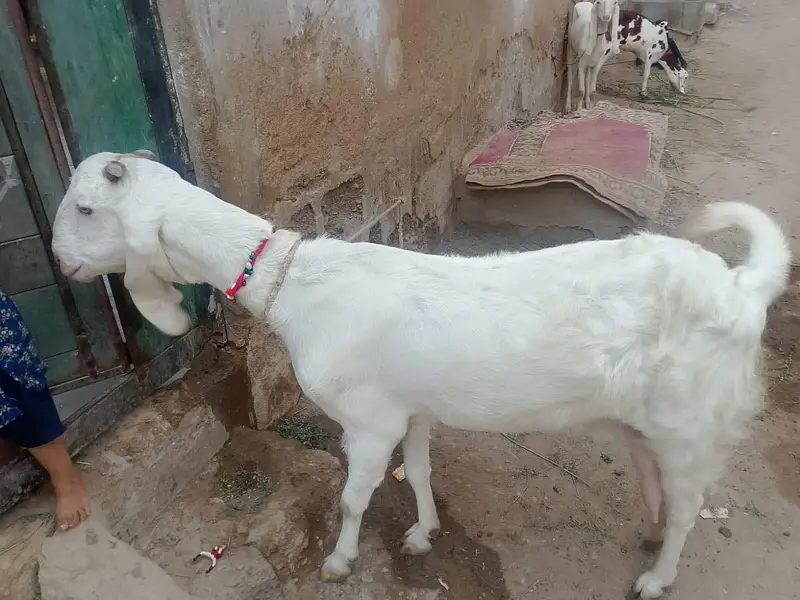 picture Mai pori detail likh hue hai 03152631643 ya number on hai — photo 4