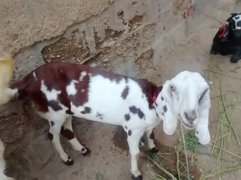 picture Mai pori detail likh hue hai 03152631643 ya number on hai — photo 5