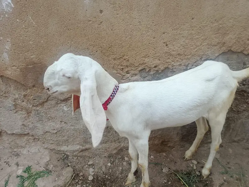 picture Mai pori detail likh hue hai 03152631643 ya number on hai — photo 6