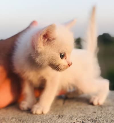 white color 2 different eyes /Double cort