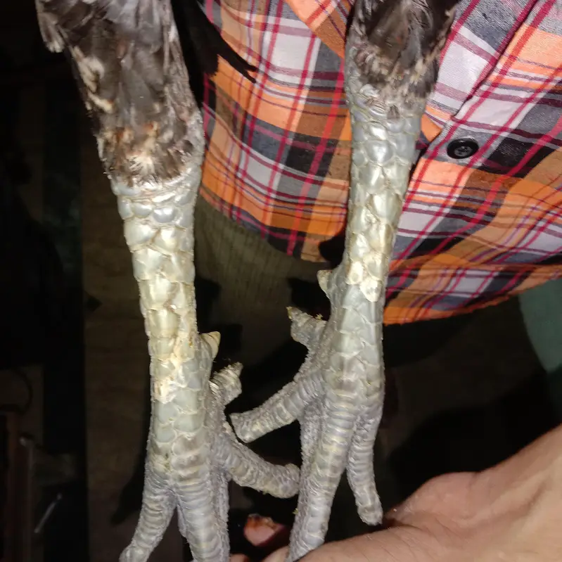 dragon patha for sale — photo 4