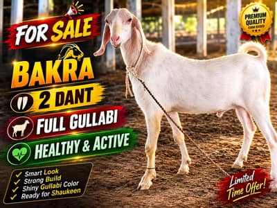 GULLABI BAKRA