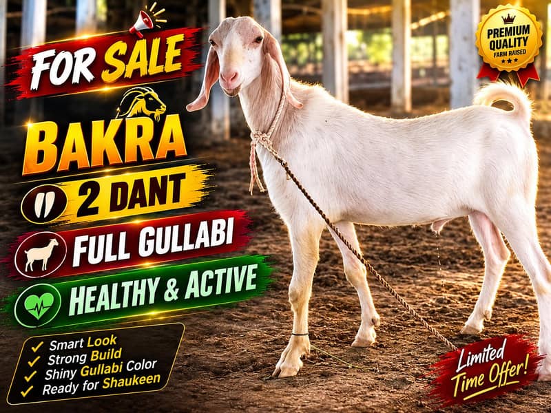 GULLABI BAKRA 0
