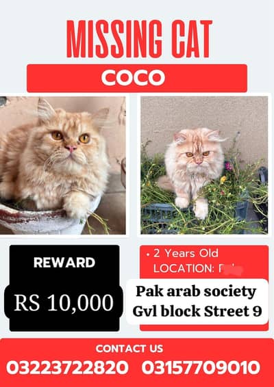 MISSING CAT