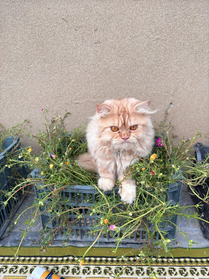 MISSING CAT — photo 2