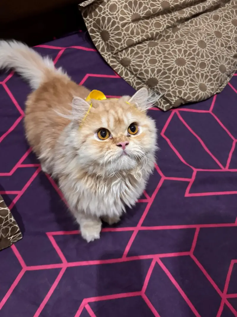 MISSING CAT — photo 3