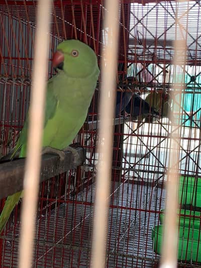 Ringneck female