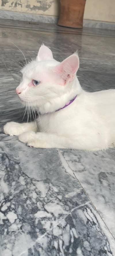 Turkish angora