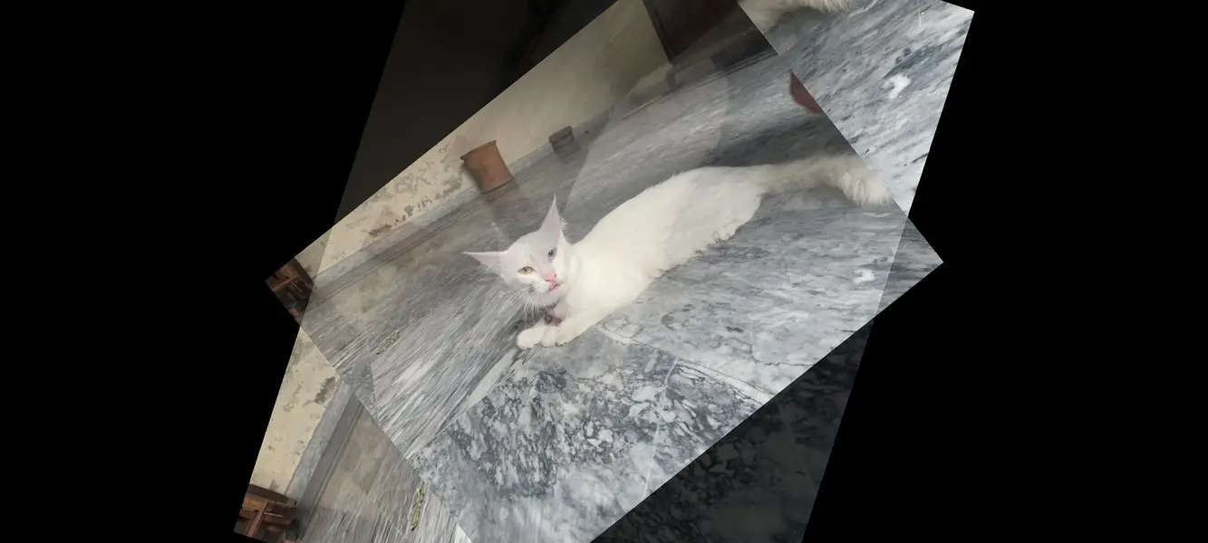 Turkish angora — photo 2