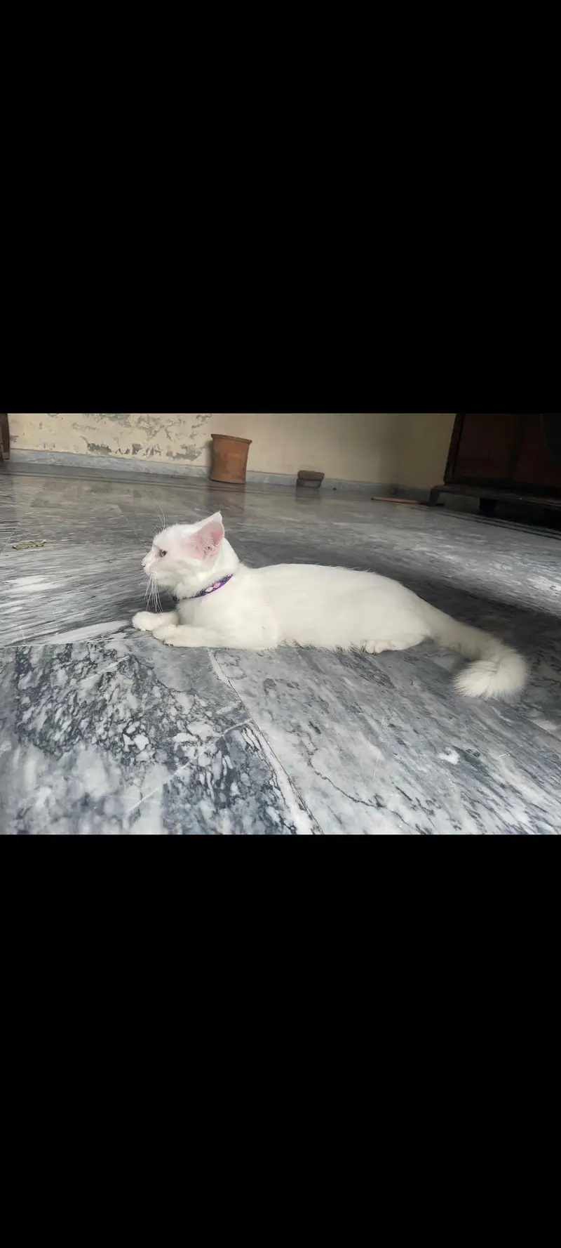 Turkish angora — photo 3