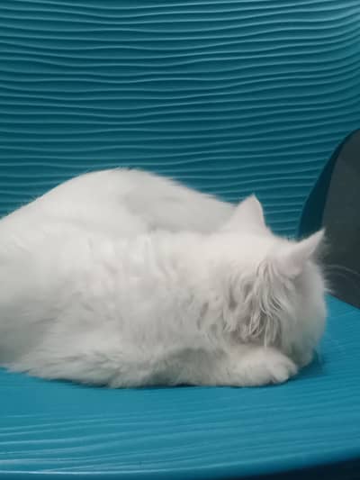 Odd Eye Persian Cat For Sale Islamabad