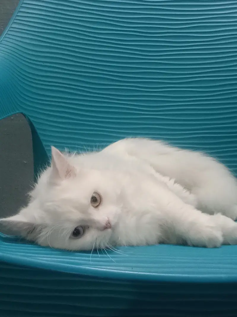 Odd Eye Persian Cat For Sale Islamabad — photo 2